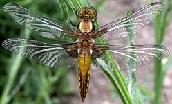 Broad bodied chaser.jpg
