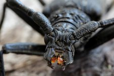 Longhorn Beetle 1.jpg