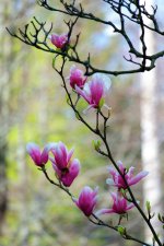 magnolias.JPG
